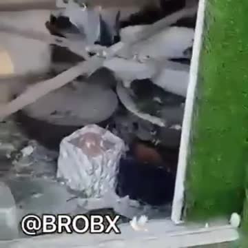 Male Pigeon Trying Hard to Please His Mate