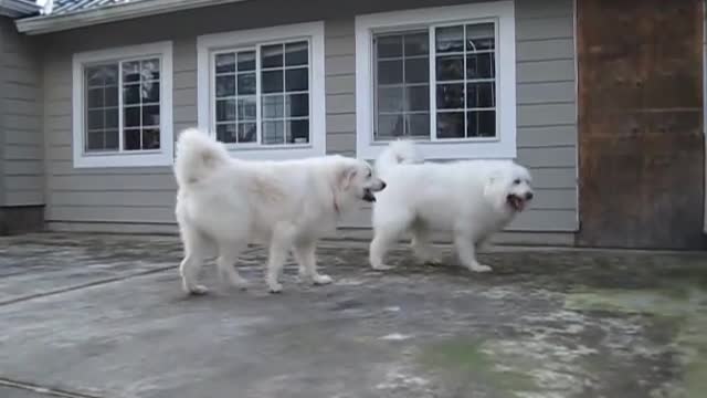 funny dogs video animals videos beautiful dogs video