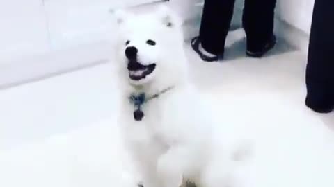 💖💕Cute dog video 💖