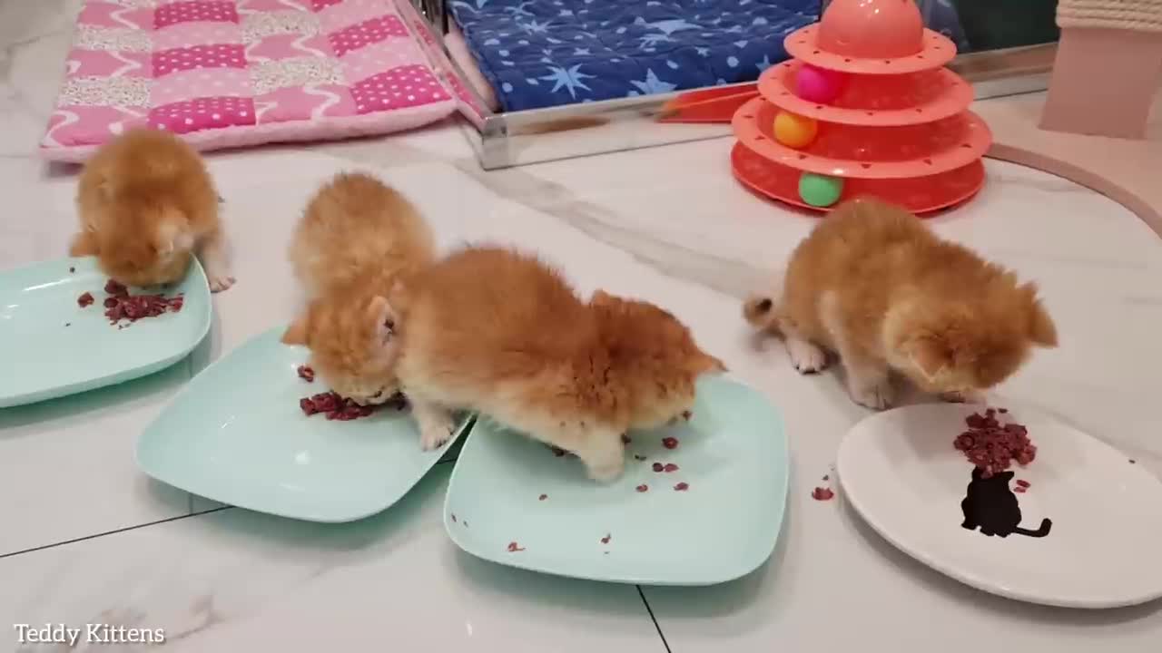 The most "cultured" kittens in the world A separate plate for each kitten