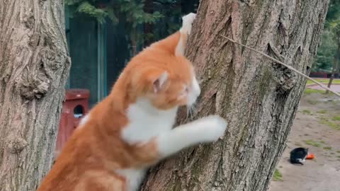 cat playing on a tree trunk