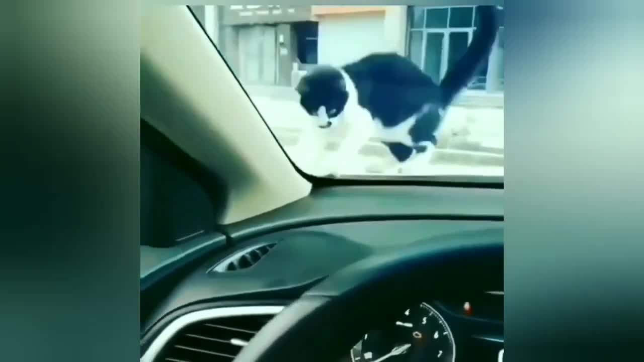 TOP 50 MOST POPULAR FUNNY Pets