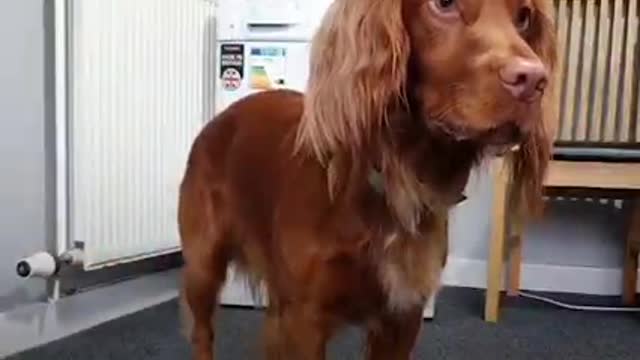 Dog mind blowing tricks