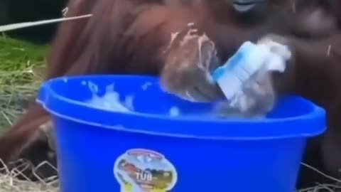 Funny animals-neat monkey :)