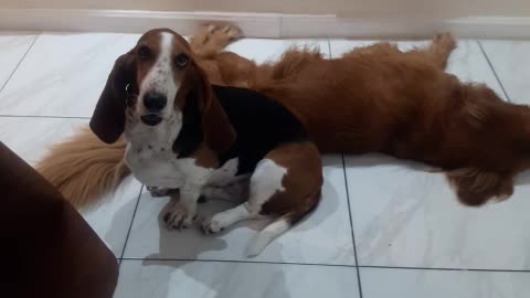 Perros Juguetones