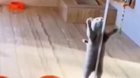Cute Funny Animals