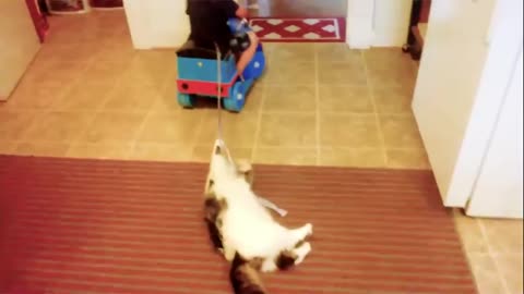 Very funny baby and cat videos