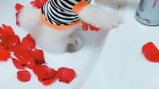 Funny and Cute Pomeranian #16