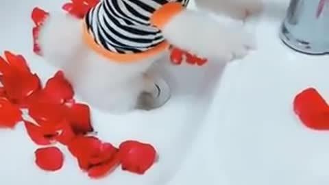 Funny and Cute Pomeranian #16