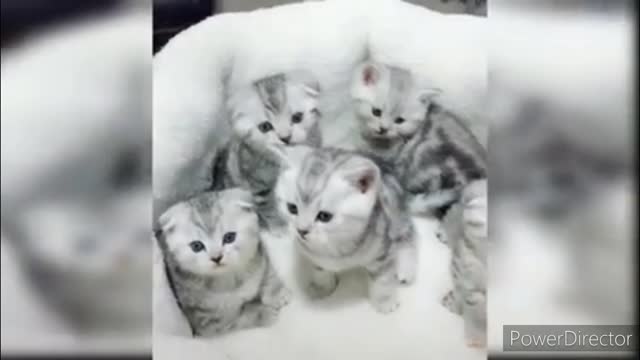 Funniest cats video 2022 #31