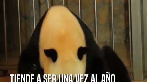 Chengda, la panda gigante, sorprende al mundo con su parto