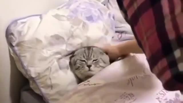 Cat Puts Herself to Sleep in Tiny Human Bed