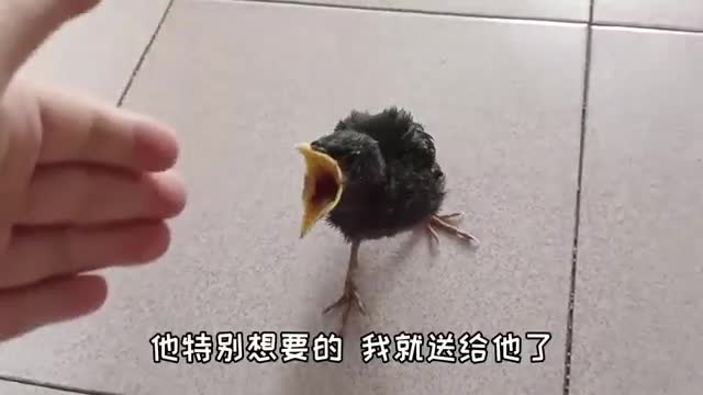 little starling