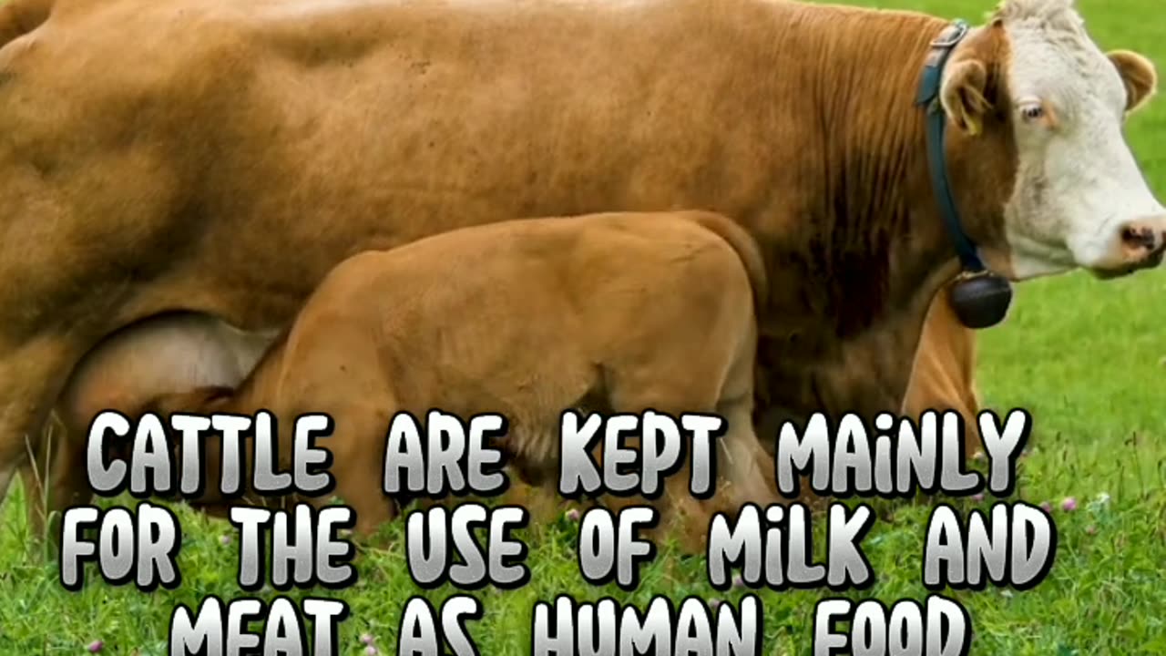Fun facts about cows #animalshorts #animal #shortvideo