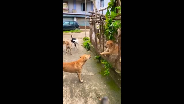 Dog got into a fight but in a funny way