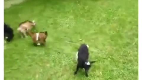 This animal is happy to play