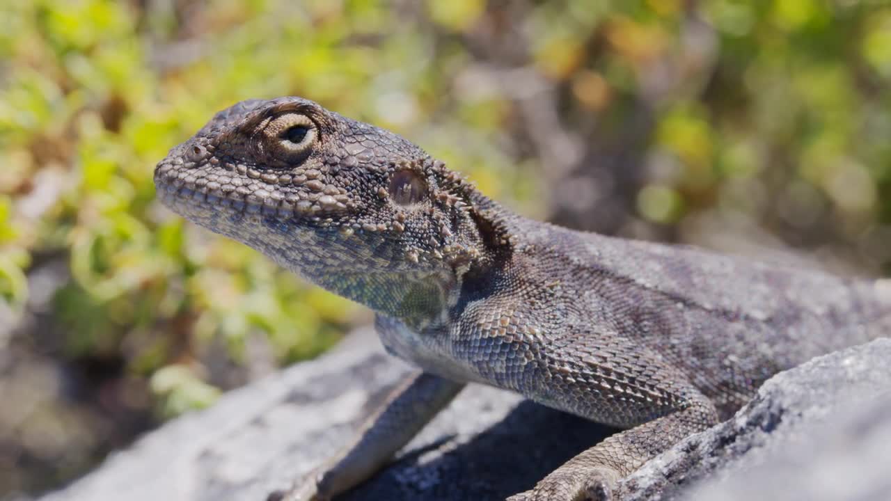 Black Lizard Sun Bathing in South Africa