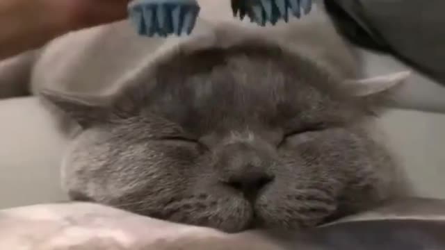 cat massage