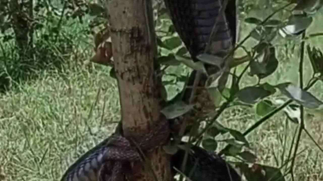 Biggest King cobra alive - must watch