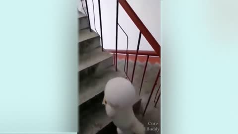Cute Funny Dogs