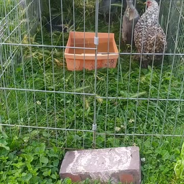 I'm trying to speak English! A walk in the garden!