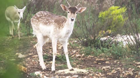 Gazelle in the woods