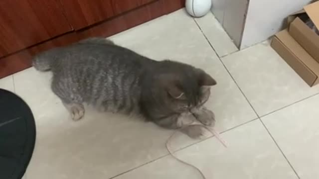 Cats at play