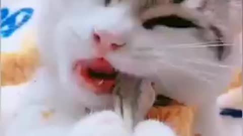 Cut funny cat video #Tagshort video