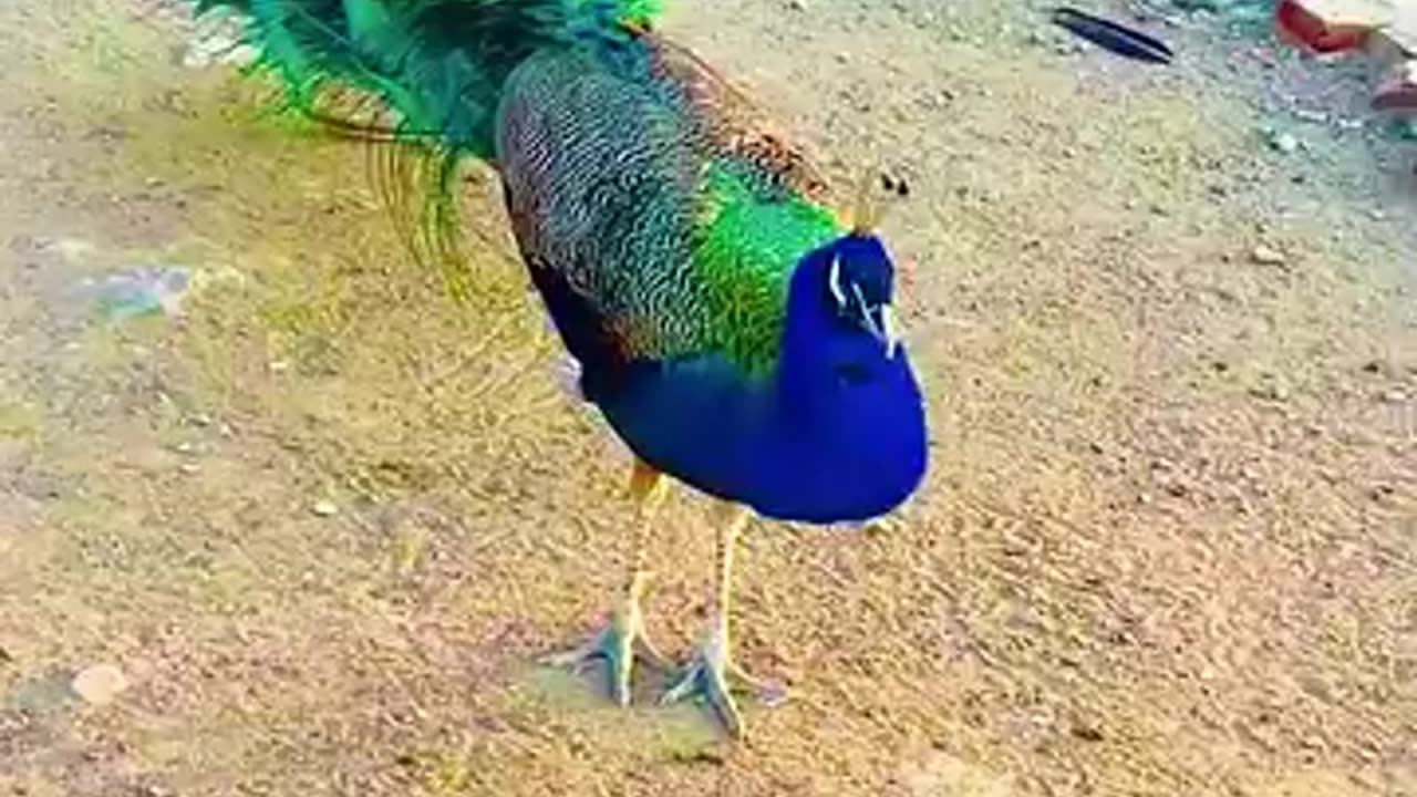 Georgous Peacocks 😍😊😻