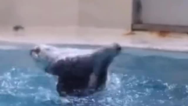 WHO TAUGHT HIM HOW TO SPIN ? :)