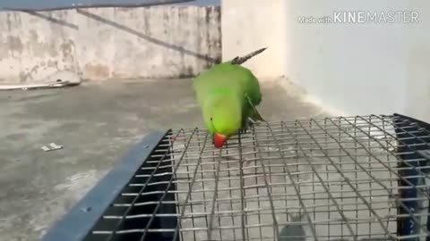 Learn to parrot fun way training academy