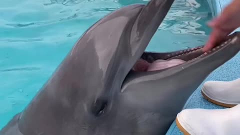 Dolphin Care Video