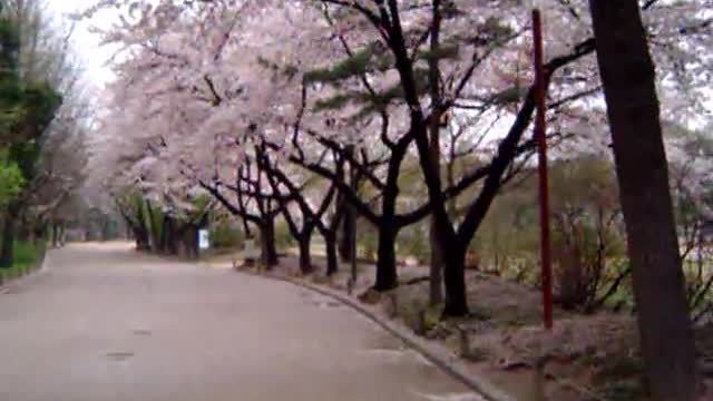2007-04-12 Cherry Blossoms @ Seoul