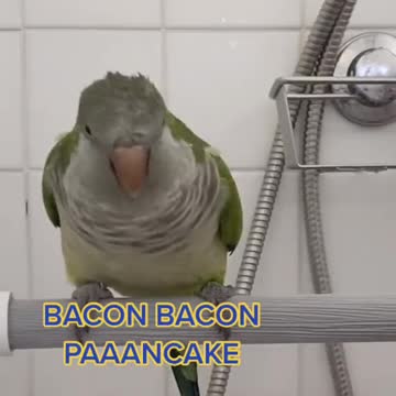 Talkative Parrot was a Best Pet Ever!