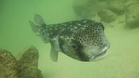 Curious puffer fish checking us out !