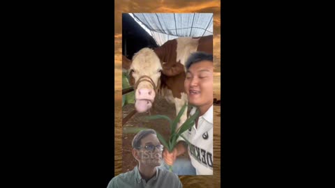 Funny video (cow)