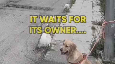 Heart-breaking video shows man abandoning dog
