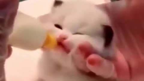 Funny Cats Compilation 3