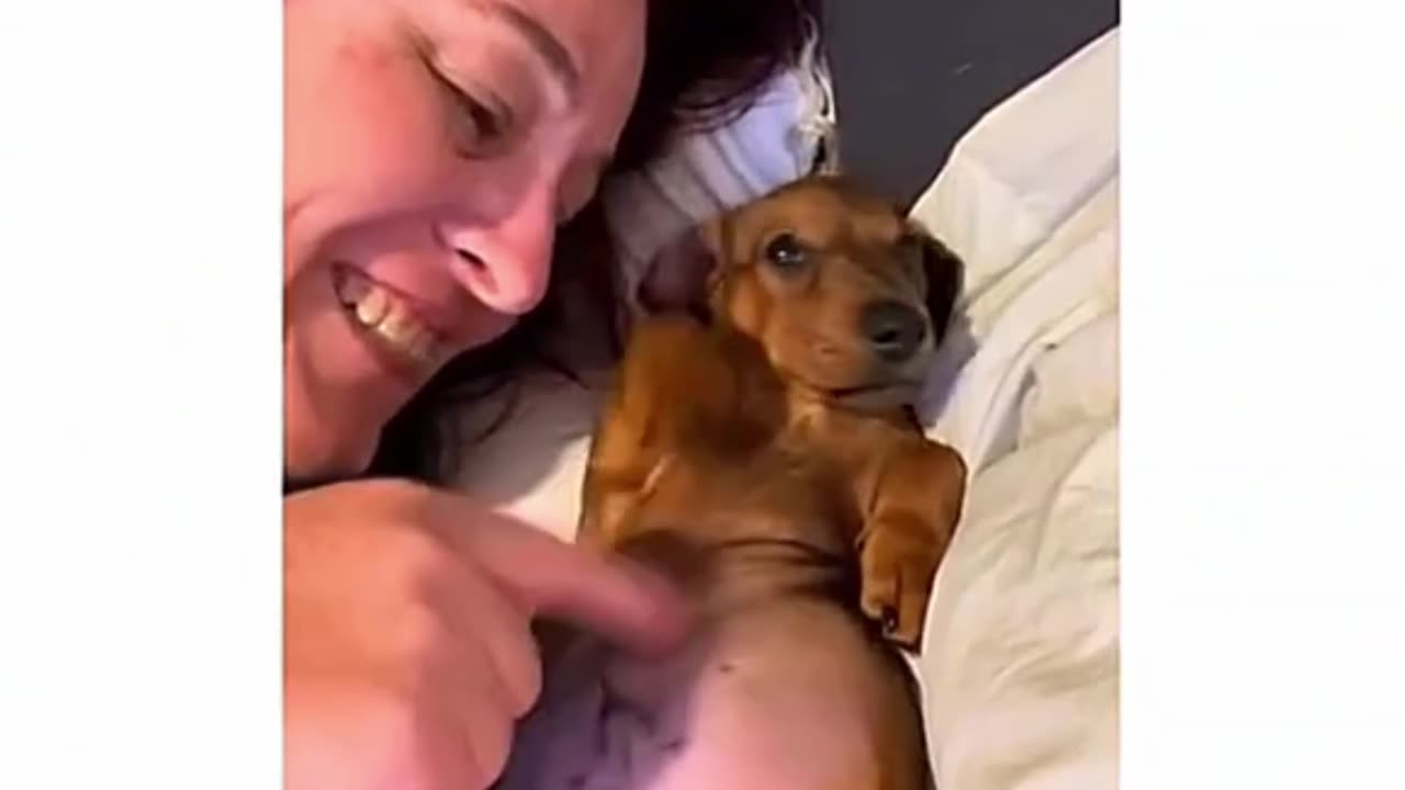 😂🐾 Funniest Animal Moments - You Won't Stop Laughing! Part-13 part-6