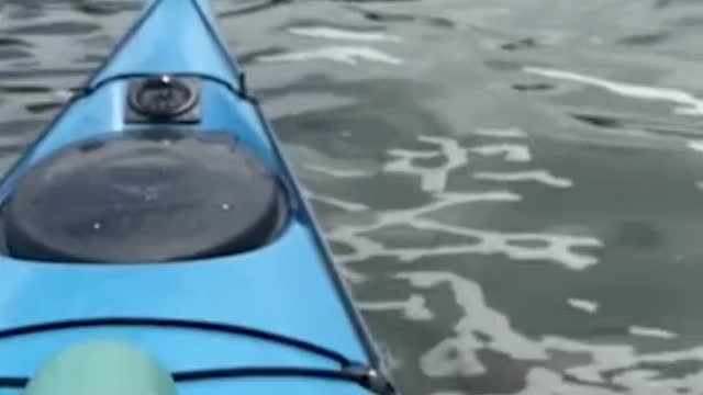 Dolphins spotted in Hudson River