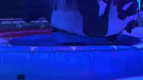 Hahahaha waoo what a ride🥰#bullridinghighlights #viralvideo #benidorm #spain #crazy #fun #travel