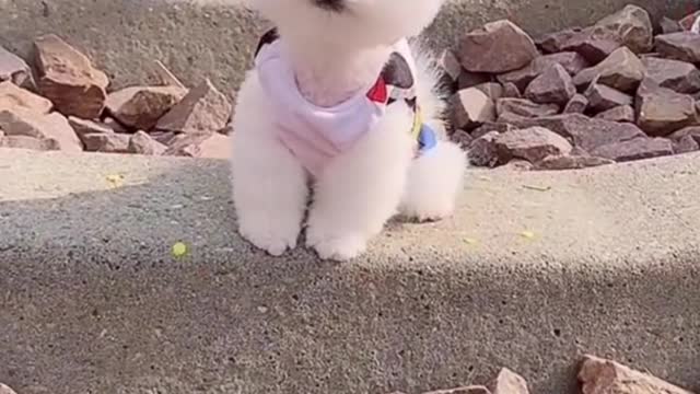 Lovely Dogs video