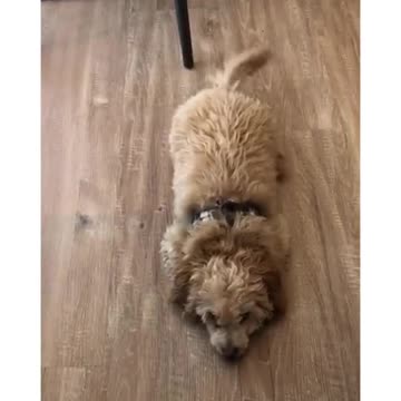 Goldendoodle Puppy Performs The Cutest Sits