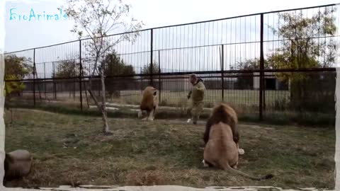 Lions are NOT Joking, fun with animals