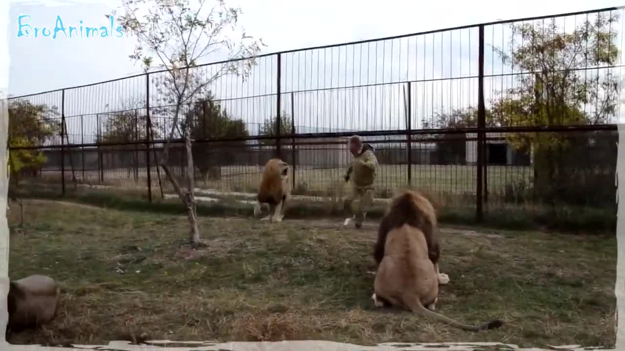 Lions are NOT Joking, fun with animals