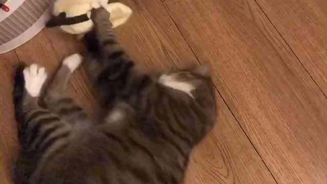 Baby cat with a good new toy