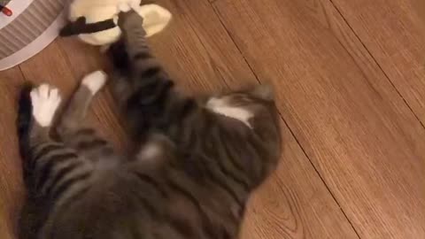 Baby cat with a good new toy