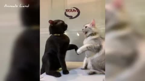 CAT FIGHTING