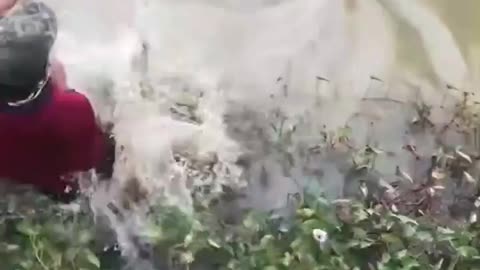 This is a beautiful and charming water-dwelling species