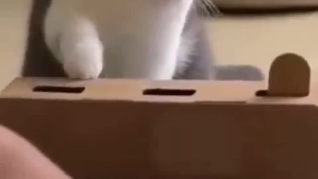 Cat funny and intelligence 🐱